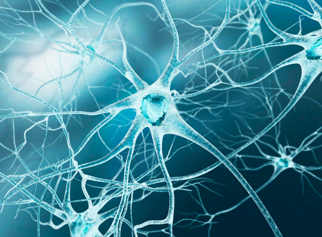 Understanding Nerve Growth Factor: A Key to Neurological Health