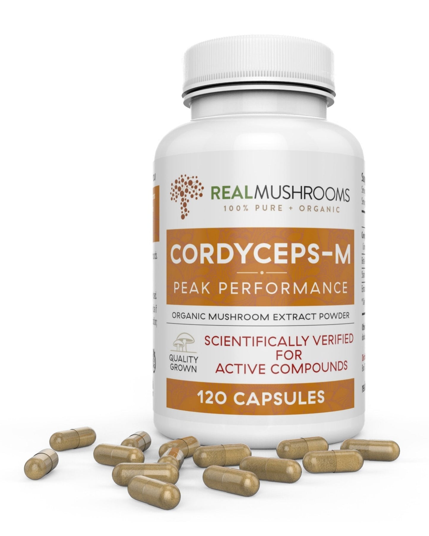 Cordyceps